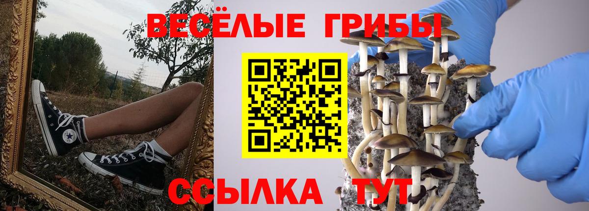 Галлюциногенные грибы Psilocybine cubensis Полысаево